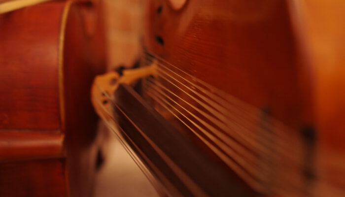Cello und Campanula